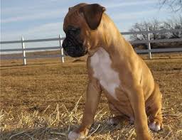 The organization is fully staffed by dedicated volunteers and all boxers in our. Boxer Puppies For Adoption Xsdx Dogs For Sale In Ahirtoli Ranchi Click In