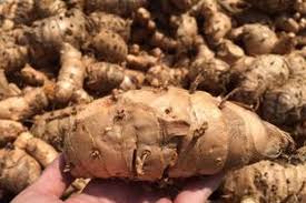 Kini ramuan temulawak tersebut bisa langsung dikonsumsi. Agar Temulawak Jadi Herbal Kelas Dunia Halaman All Kompas Com