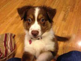 Border collie puppies for sale at marketplaces. Border Collie Australian Shepard Female 10 Wks For Sale In Medford Oregon Classified Americanlisted Com