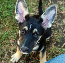 Pure bred german shepherd puppies female 10 weeks. Khts Adopt A Pet German Shepherd Puppies St Bonnie S Sanctuary Video