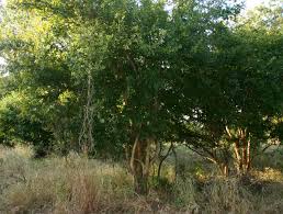 Image result for Cleistochlamys