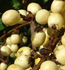 Image result for Deinbollia kilimandscharica