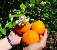 The tree should be grown on a slight hill or incline. All About The Oranges Perfect For Growing In Our Climate