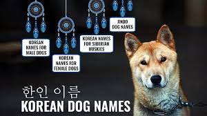 Anniepaddington / room / getty images the possibilities are endless when it comes to picking out a name for. 125 Best Korean Dog Names With Complete Meanings Petmoo