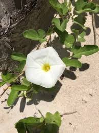 Image result for Ipomoea stolonifera