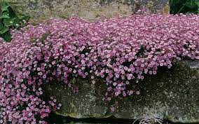Gypsophila Repens Rosea Baby S Breath Plant Flowers Perennials Plants