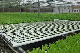 American Hydroponics Nft Systems Hydroponics System Aquaponics Backyard Aquaponics