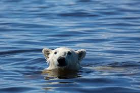 They swim across bays or wide leads without hesitation. Polar Bear Water Fight Bbc Earth