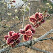 Image result for Combretum mossambicense
