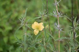 Image result for Barleria mackenii