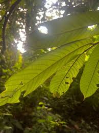 Image result for Pycnanthus