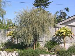 Download in under 30 seconds. Weeping Acacia And Tree Aloes Stand Above This Mixed Drought Tolerant Landscape Eclectic Garden San Diego By Steve Harbour Landscapes Houzz
