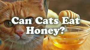 Turkey is delicious and i love it but is it safe for cats?in this. Can Cats Eat Honey Cat Breed Selector