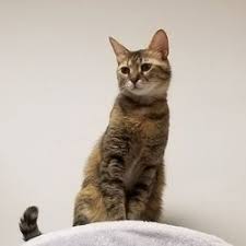 Ruyada Kedi Eti Yemek Ruyada Kedi Eti Yedigini Gormek