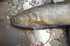 Fourfinger Threadfin Eleutheronema Tetradactylum Hokkien Peh Ngor Ngor Her Soong Malay Senangin Kurau Although The Fish Wild Caught Fish Steamed Fish