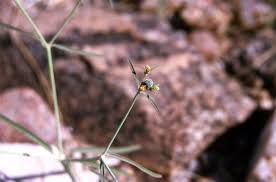 Image result for Euphorbia glanduligera