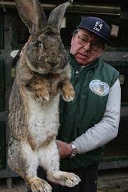 Search results for flemish giant rabbits for sale in greenville, south carolina. The Real Giant Rabbits That Inspired Peter Jackson For The Hobbit An Unexpected Journey