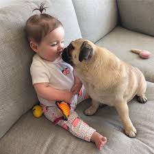 Pin By Tatyana Ucar On Pugs In 2020 Cutest Dog Ever Cute Pugs Pugs