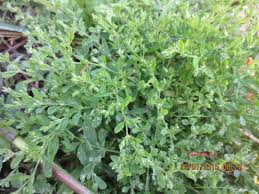 Image result for Polycarpaea prostratum