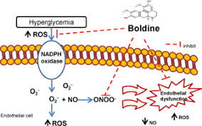 Boldine is taken from the bork of boldo (peumus boldus molina). Boldine Protects Endothelial Function In Hyperglycemia Induced Oxidative Stress Through An Antioxidant Mechanism Sciencedirect