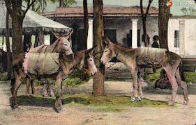 Pin By Arturo Marty Ordonez On B 1 Animals Horses Mules