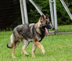 Read about height, weight, temperament, good with children, activity level, grooming tips and training requirements. Shiloh Shepherd Puppies Puppy Dog Gallery
