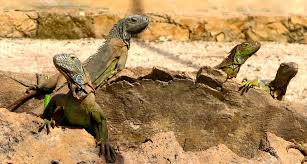 Iguanas are herbivores and love to munch on bougainvillea, hibiscus, orchids, mangoes and bananas, according to the university of florida institute of food and agricultural sciences extension. Iguanas Of Yucatan Part Iii Yucatan Living