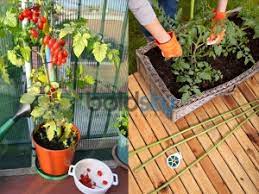 In this video you will come to know about 14 types fertilizer that we made with house hold things in tamil 5. Home Gardening Tips In Tamil Home Gardening Ideas In Tamil à®¤ à®Ÿ à®Ÿà®• à®•à®² à®• à®± à®ª à®ª à®•à®³