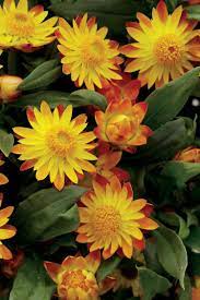 Sundaze Flame Strawflower Bracteantha Xerochrysum Bracteata Plants Flowers Perennials Beautiful Flowers