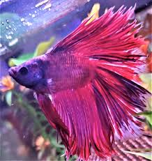 Earlier the detection, greater the possibility of curing the problem by treating the underlying cause. Betta Losing Color After Fin Rot Treatment Betta Fish Forum