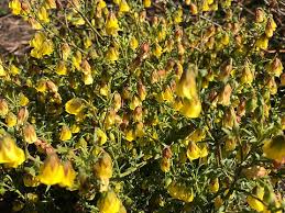 Image result for Hermannia kirkii