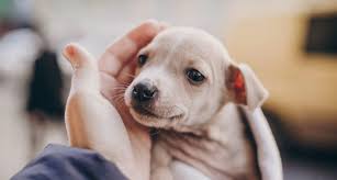 Animal adoption is much more affordable than purchasing an animal from a pet store. How Much Does It Cost To Adopt A Dog From A Shelter We Re Breaking It Down Bechewy