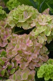 Image result for Hydrangea macrophylla bela obrázek