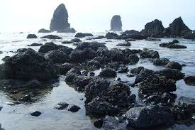 Check spelling or type a new query. This Is The Tidepools At Haystack Rock A Medium Length Walk From The Hotel On The Beach Picture Of Inn At Cannon Beach Tripadvisor