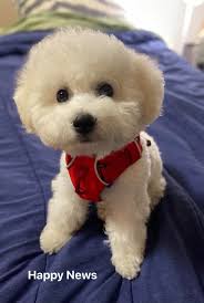 CONGRATULATIONS! Hallelujah found a forever home!