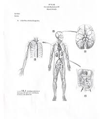 After receiving oxygenated blood from the lungs the arteries of the systemic there are several different circulatory system diagrams. Solved Ap Ii Lab Pre Lab Worksheet 14 Blood Vessels Sect Chegg Com