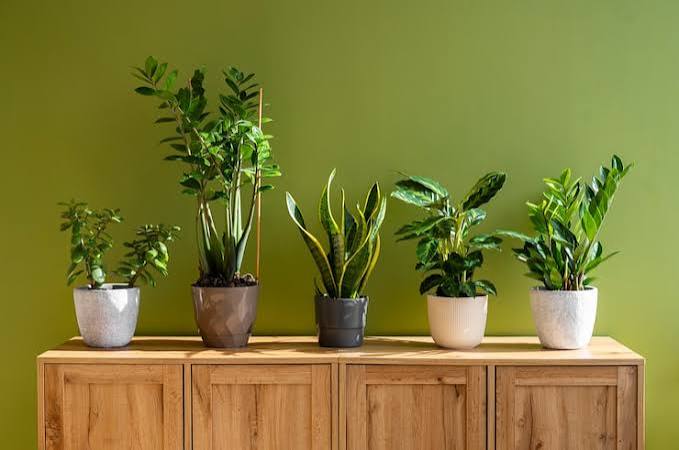Indoor Plants
