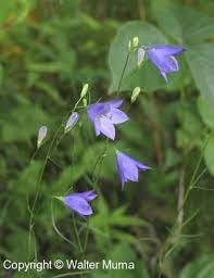 Harebell Campanula Rotundifolia Wild Flowers Campanula Blue Garden