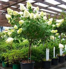 Limelight hydrangea (hydrangea paniculata 'limelight') usually stays around six to eight feet tall, but it can put on two to three feet of growth per season and get as tall as fourteen feet. Limelight Tree Form Morden Nurseries And Garden Center Hydrangea Tree Shade Plants Shade Trees