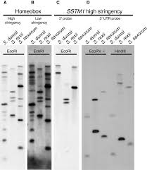 Image result for Streptocarpus hirticapsa