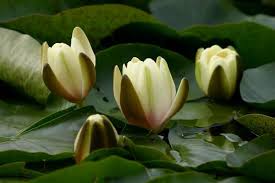 That's a classic arabic name for a boy that refers to. Water Flower Names Gardenerdy