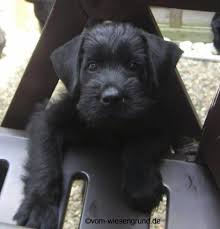 Welpenpragung Beim Zuchter Welpen Hunde Zuchten