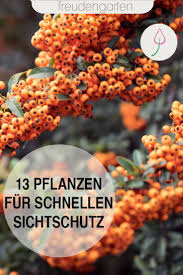 Schnell Wachsende Pflanzen Schnell Wachsende Pflanzen Wachsenden Pflanzen Und Straucher Garten