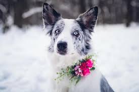 Floral Dog Collar Flower Collar For Dogs Collar For Pets Etsy Dog Flower Collar Floral Dog Collars Wedding Dog Collar