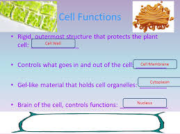 Check spelling or type a new query. Cells Structure Function Active Passive Transport Photosynthesis Cell Respiration Test Review Test Is On Tuesday January 27th Ppt Video Online Download