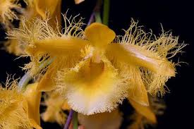 Image result for Helichrysum harveyanum