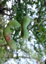 Image result for Inga