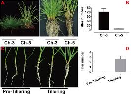 Augustine, as well as tall fescue, bermuda, and zoysia lawns as a preemergent in the early spring. Genome Wide Small Rna Profiling Reveals Tiller Development In Tall Fescue Festuca Arundinacea Schreb Bmc Genomics Full Text