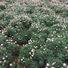 Liltify Small Plants Photo White Doves
