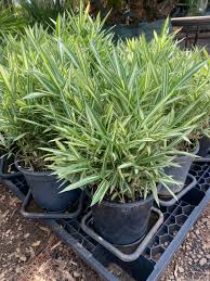 Image result for Pleioblastus fortunei